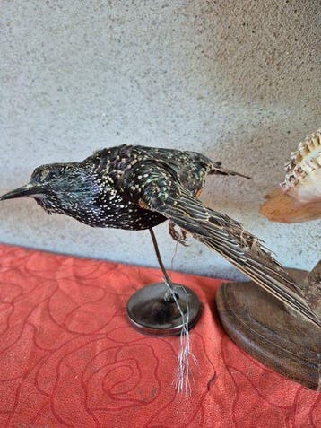 Blauwe gaai van eiken en spreeuw Taxidermie wandmontage -, Nieuw