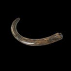Mammouth laineux - Dents fossiles - 120 cm
