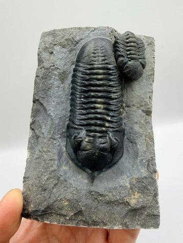 Trilobiet - Gefossiliseerd dier - Morocconite malladoides -