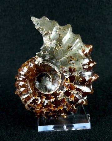 Ammoniet - Gefossiliseerd dier - Douvilleiceras mammillatum