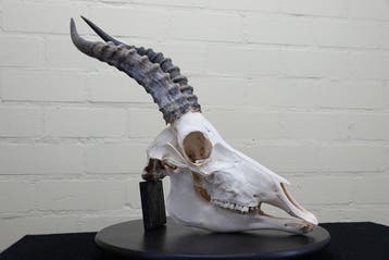 Blesbok Schedel - Damaliscus pygargus phillipsi - 0 cm - 0, Nieuw