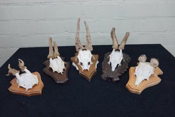 abnormal Roebuck Schedel - Capreolus capreolus - 0 cm - 0 cm, Nieuw