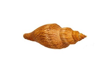 Verzamelaarrariteit van wereldklasse: Fulgoraria fulgura, Nieuw