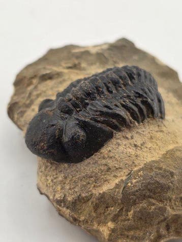 Trilobiet - Gefossiliseerd dier - Reedops Cephalotes - 6 cm