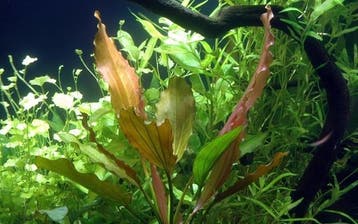 Echinodorus Rose, Verzenden