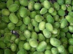 Cucumis Dipsaceus sierkomkommertjes zaden kleinverpakking, Nieuw