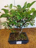 Malus domestica - Hoogte (boom): 28 cm - Diepte (boom): 24
