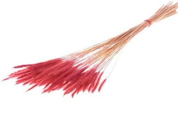 Soft Worms Grass alternatief voor Lagurus Rood
