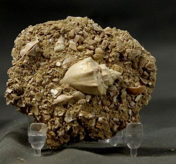 Uitzonderlijke fossiele schelp - op originele matrix -, Verzamelen