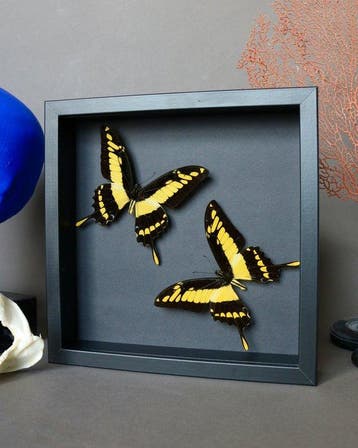 Papillon Support de corps entier pour taxidermie - Papilio
