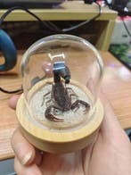 Mesobuthus martensii Support mural pour taxidermie -, Nieuw