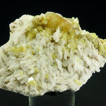 muscoviet, albiet - Minas Gerais, Brazilië - Hoogte: 10 cm -