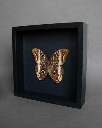 Vlinder Taxidermie volledige montage - Caligo atreus - 23 cm