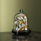 Vlinders in Stolp Taxidermie Opgezette Dieren By Max, Ophalen of Verzenden, Opgezet dier