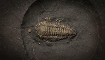 Trilobiet - Gefossiliseerd dier - Triarthrus - 15 cm - 14 cm