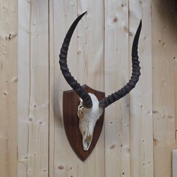Impala Support de tête pour taxidermie - Aepyceros melampus
