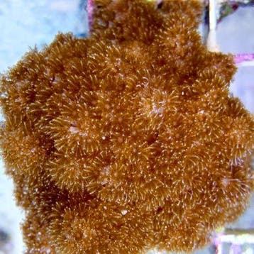 Cladiella spp Brocolli L (Ong. 15 cm), Dieren en Toebehoren, Vissen | Aquariumvissen