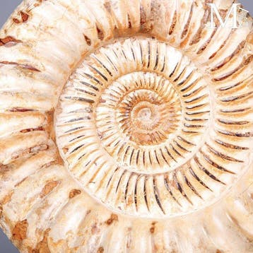Eersteklas fossiel exemplaar - Perisphinctes ammoniet -
