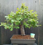 bonsai Pseudocydonia sinensis - Hoogte (boom): 50 cm -