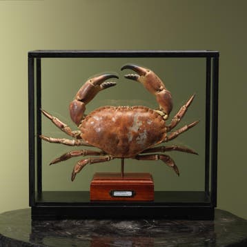 Noordzeekrab XL in Vitrine, Ophalen of Verzenden, Nieuw, Wild dier, Opgezet dier