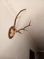 Cerf Cornes - Imitacion - 50 cm - 40 cm - 40 cm