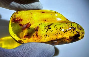 Dominicaanse fossiel amber!! AAA-kwaliteit!!- 20.7 g