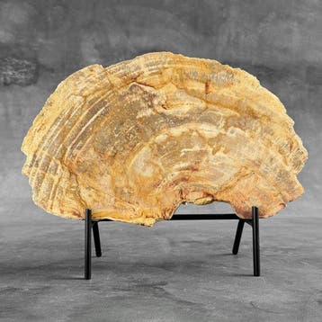 Prachtige snede van versteend hout op een op maat gemaakte
