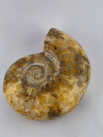 Ammonite - Animal fossilisé - Cleoniceras Ammonite, Verzamelen, Mineralen en Fossielen