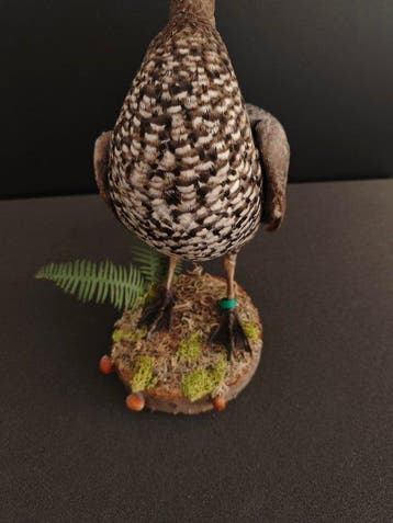 Eend Taxidermie volledige montage - Chenonetta jubata (whit