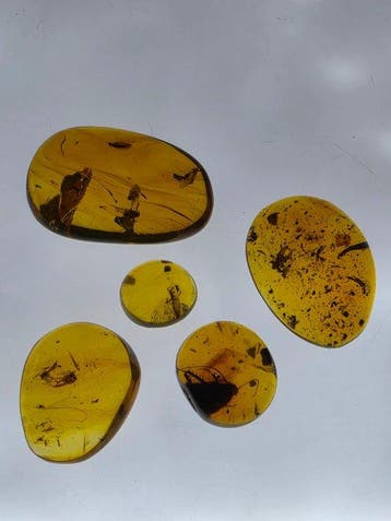 Birmese barnsteen - Barnsteen - Lot of 5 Burmese amber
