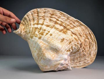 Grote Goliath-conch met uitzonderlijk uitwaaierende lip, Verzamelen, Nieuw