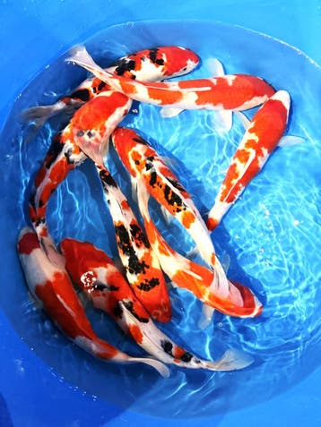 Hirasawa Marusei  32-37 cm (Japanse Koi), Ophalen of Verzenden, Nieuw