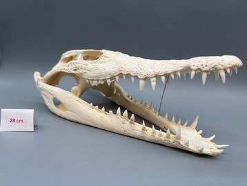 Nijlkrokodil Schedel van een reptiel - Crocodylus niloticus