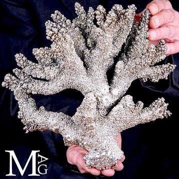 Corail blanc plaqué argent 925 - Acropora florida - Corail -