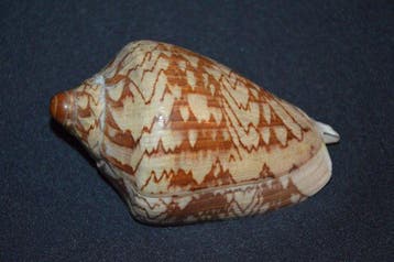 Zeeslak Zeeschelp - S-625 CYMBIOLA NOBILIS (Zonder