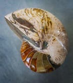 Nautilus - Gefossiliseerde schelp - 171 mm - 130 mm, Verzamelen