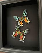 Papillon de nuit Support de corps entier pour taxidermie -