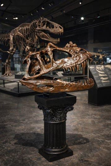 Dinosaurus Schedel - XXL Ceratosaurus Skull 83cm 1:1 - 42 cm