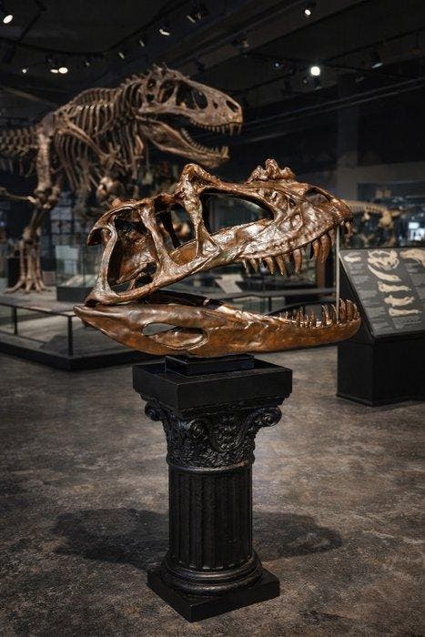 Dinosaurus Schedel - XXL Ceratosaurus Skull 83cm 1:1 - 42 cm, Antiek en Kunst, Kunst | Designobjecten
