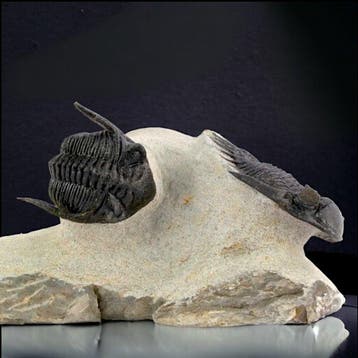 Paar Trilobieten op Originele Matrix - Gefossiliseerd dier -