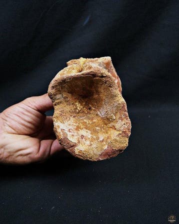 Dinosaurus - Fossiel wervelbot - Spinosaurus aegyptiacus, Verzamelen