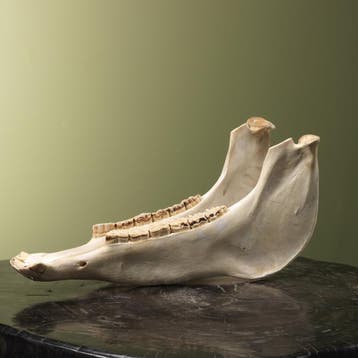 Paard Onderkaak Taxidermie Opgezette Dieren By Max, Ophalen of Verzenden, Opgezet dier