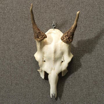 Edelhert Gewei Taxidermie Opgezette Dieren By Max, Ophalen of Verzenden, Nieuw, Wild dier, Opgezet dier
