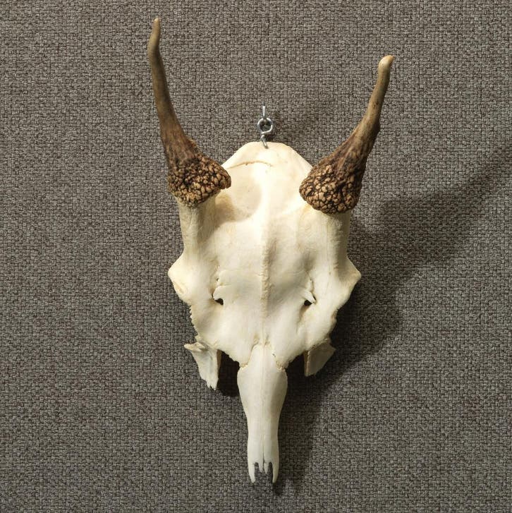 Edelhert Gewei Taxidermie Opgezette Dieren By Max, Collections, Collections Animaux, Enlèvement ou Envoi