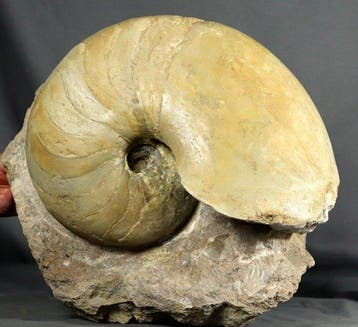Groot! Uitstekende nautiloïde op steen - - Gefossiliseerd