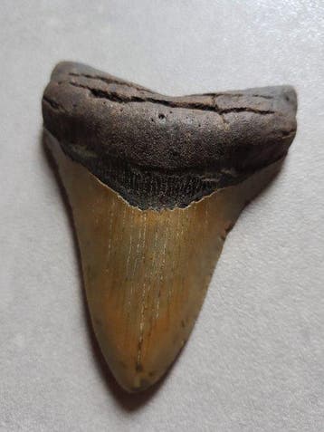 Megalodon - Fossiele tand - 10.8 cm - 8.5 cm