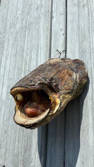 Vis Taxidermie hoofdmontage - Silurus glanis - 17.5 cm - 28