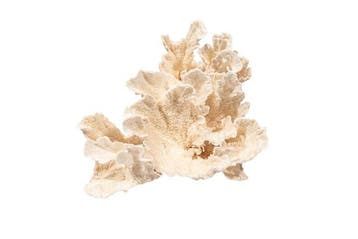 Zeldzame breedbladvige Glucke (Sparassis spathulata) –