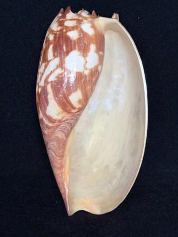 Escargot de mer Coquillage marin - S-292 MELO AMPHORA (Sans
