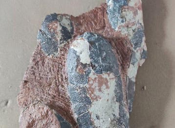 Gefossiliseerd ei - Dinosaur egg - 24 cm - 15.5 cm
